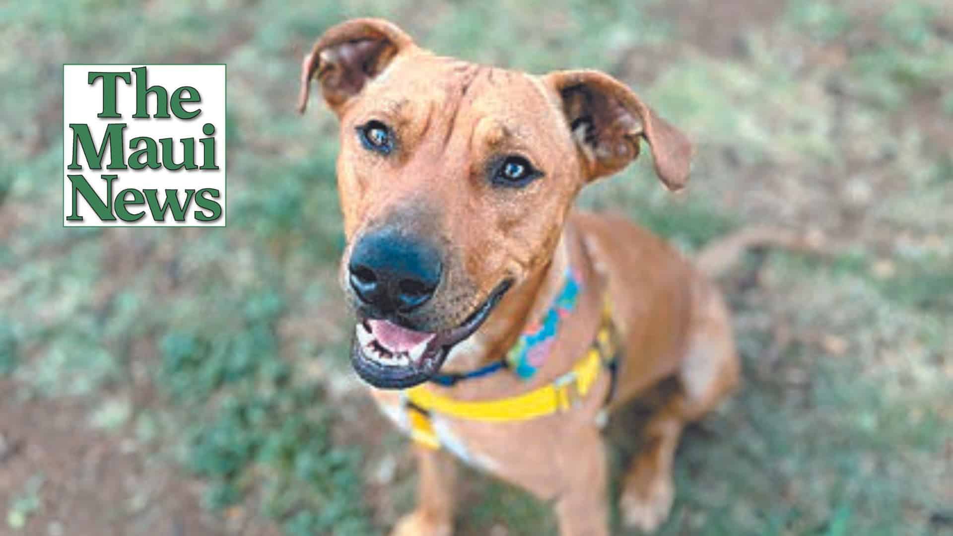 Maui News POTW: Henry