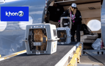 Maui Humane Society sends 50 cats to California to alleviate capacity crisis