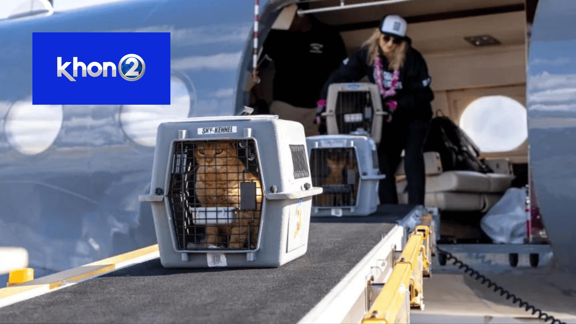 KHON2: silicon valley cat transfer