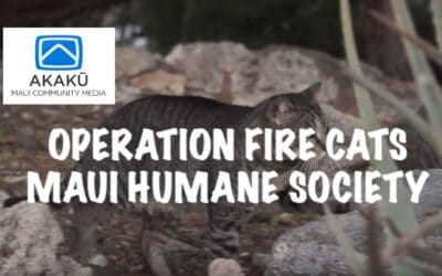 Maui Humane Society’s Operation Fire Cats