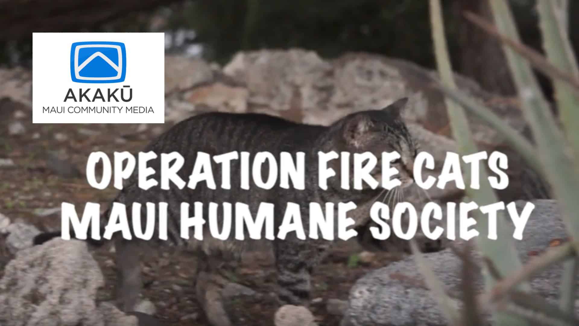Maui Humane Society's Operation Fire Cats - akaku