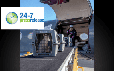 50 Cats and Kittens From Maui Have Arrived at Humane Society Silicon Valley