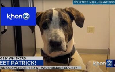 Wags N’ Whiskers: Patrick