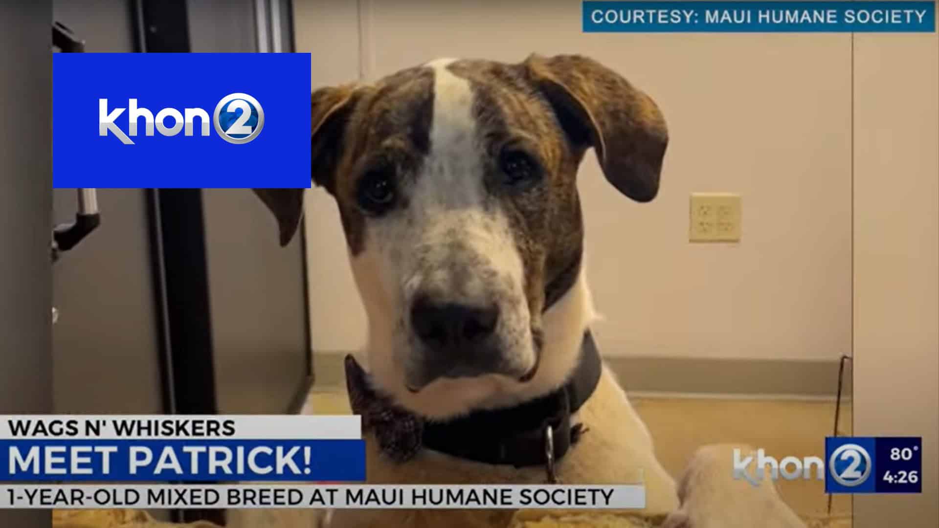 KHON2 News: Wags N Whiskers - Patrick!