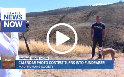 Maui Humane Society’s calendar photo contest turns into a fundraiser