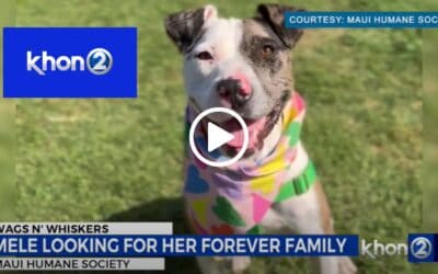 5-year-old Mele is ready to settle down with your ohana