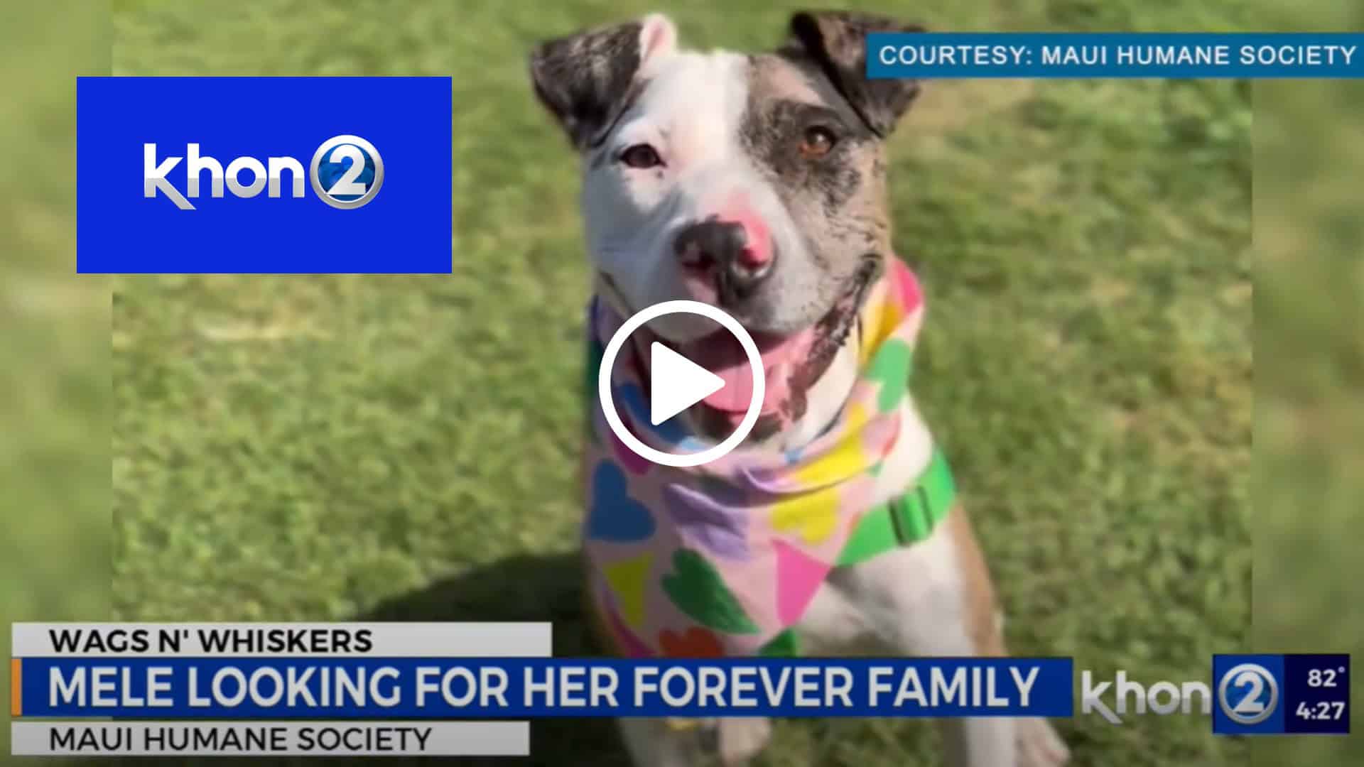 KHON2 Wags N Whiskers: Mele