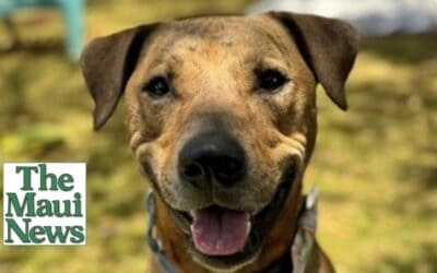 Maui Humane Society urges community to foster animals to alleviate capacity crisis
