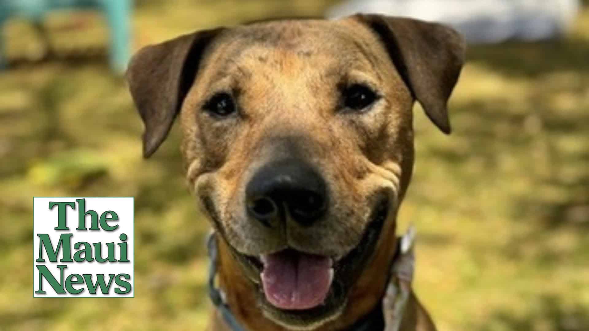 fosters needed maui news july 2024