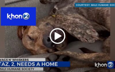 Wags N’ Whiskers: Taz