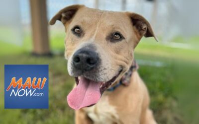 Maui Humane Society holds special pet adoption event over wildfire anniversary weekend