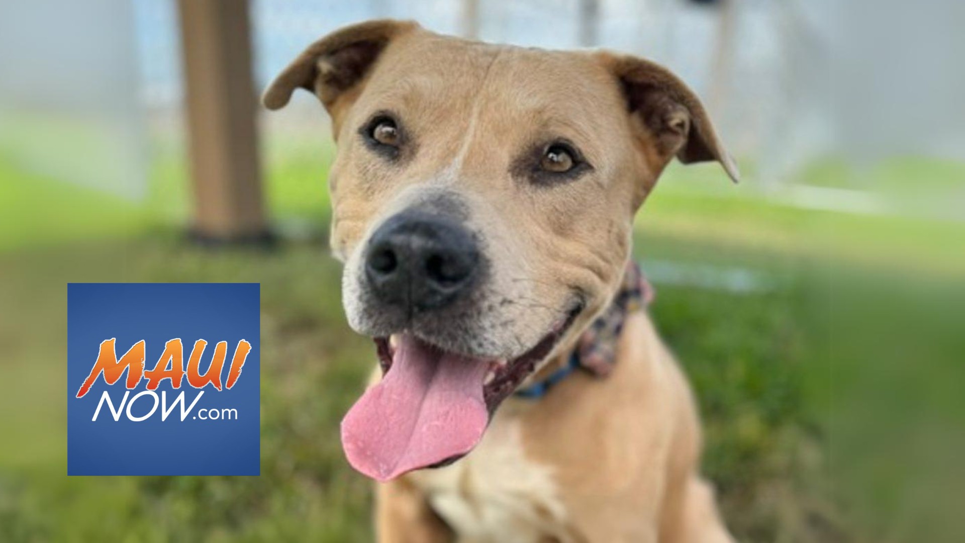 subaru adoption event maui now