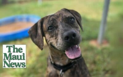 Pet of the Week: Meet Tootsie