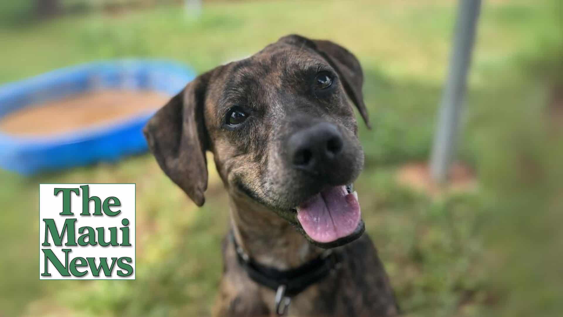 The Maui News POTW: Tootsie