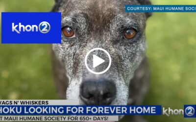 Wags N’ Whiskers: Hoku needs a home