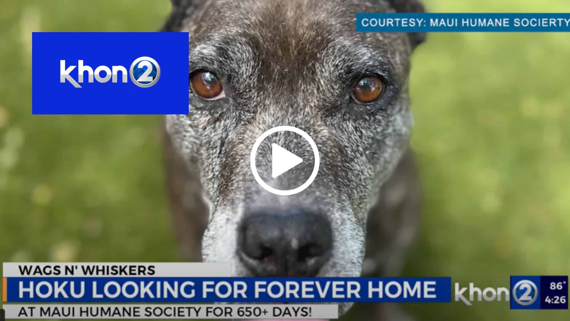 Wags N’ Whiskers: Hoku needs a home