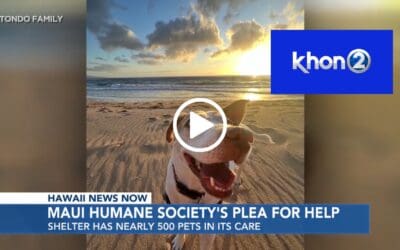 With nearly 500 pets in its care, Maui Humane Society begs for help