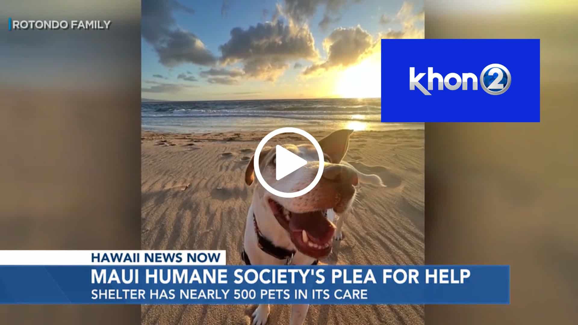 Hawaii News Now: With nearly 500 pets in its care, Maui Humane Society begs for help