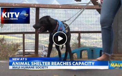 Maui Humane Society reaches full capacity, staff ‘desperately need’ help fostering animals