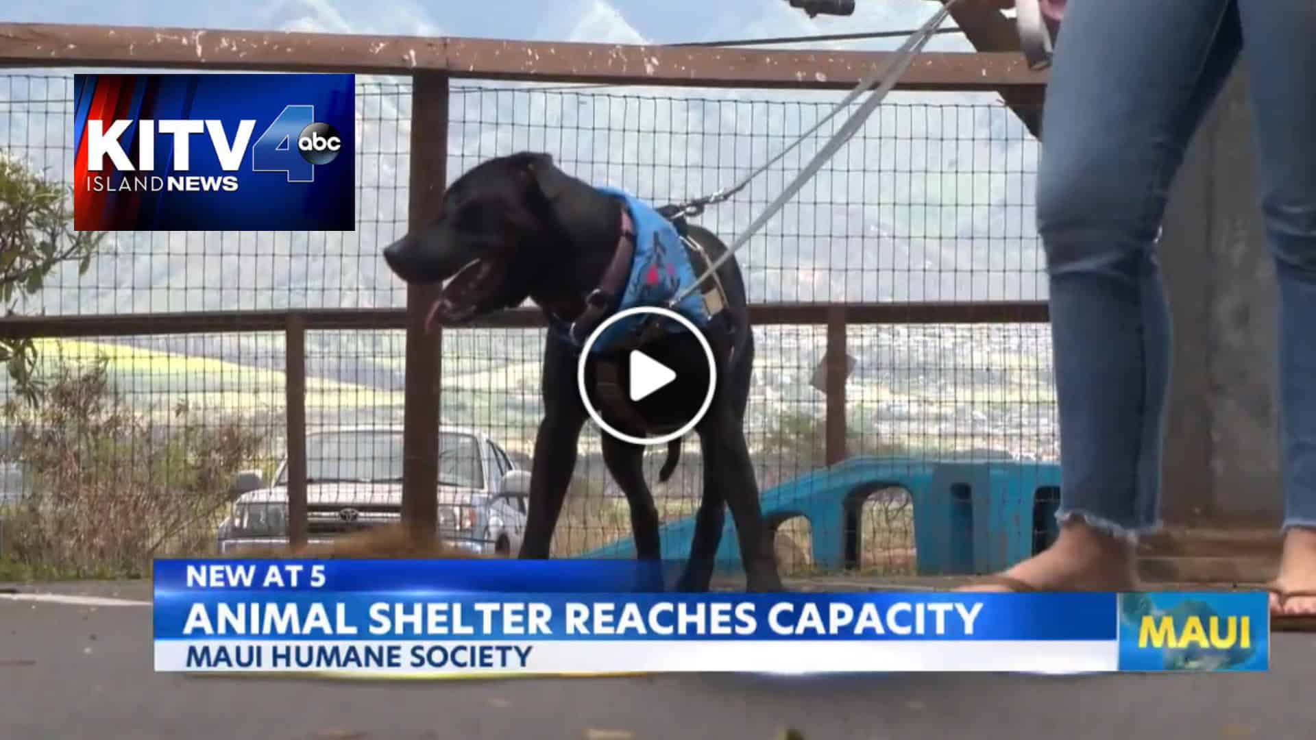 KITV island news fosters needed