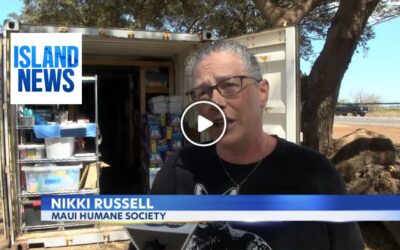 ‘Heartbreaking’ | Maui humane society upgrades surveillance system after burglary