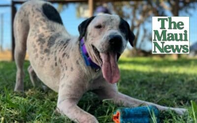 Maui Humane Society’s Pet of the Week: Meet Rell Sun