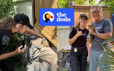 Rescuers Chisel Away Concrete Wall Until They See Fluffy Face Trapped Inside