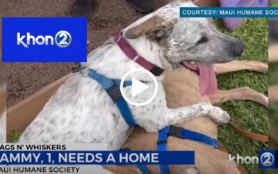 Wags N’ Whiskers: Sammy