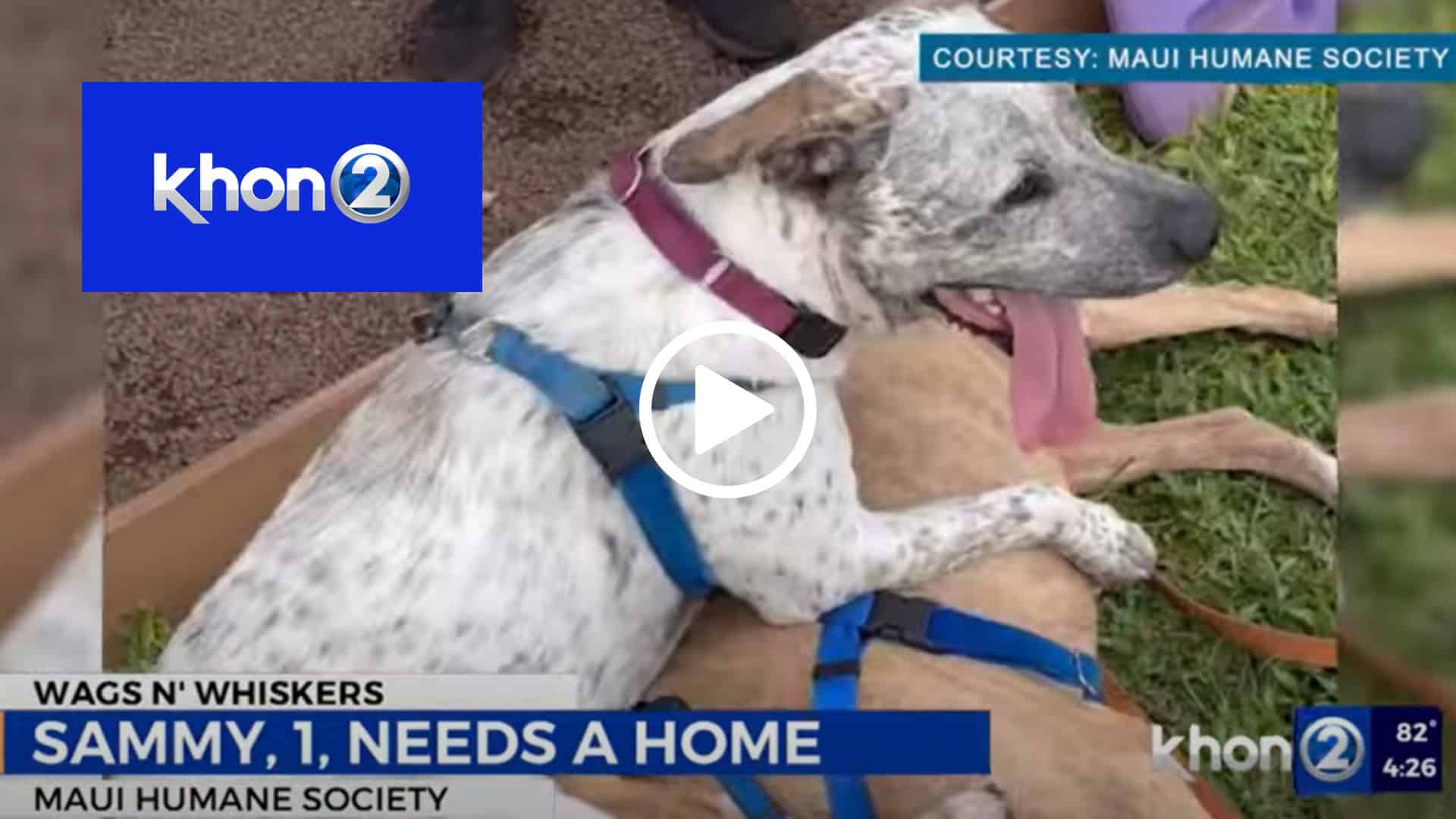 KHON2 NEWS: Wags N’ Whiskers: Sammy