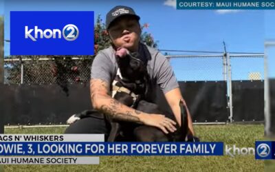 Wags N’ Whiskers: Cowie