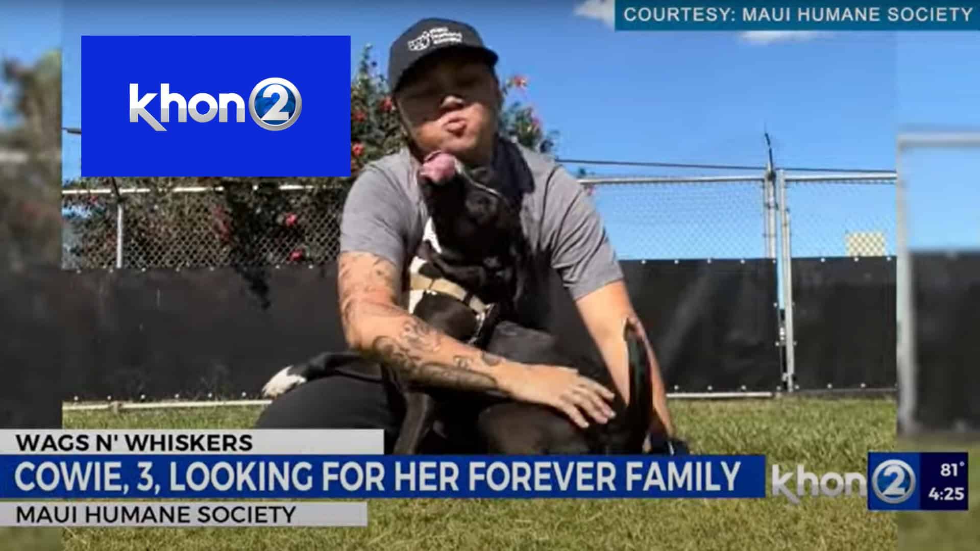 KHON2 NEWS wags n whiskers: cowie