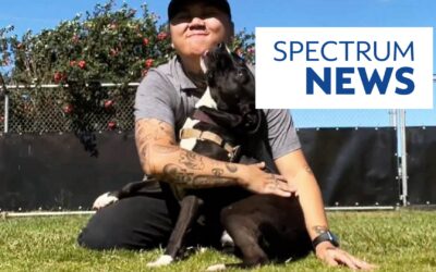 Maui Humane Society issues urgent call for foster homes ahead of New Year’s celebrations