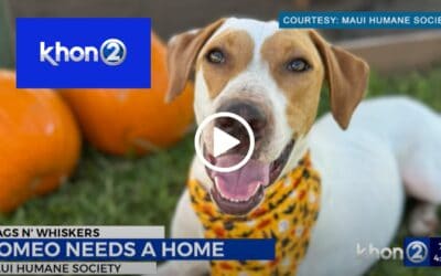 Romeo seeks forever home after rocky start