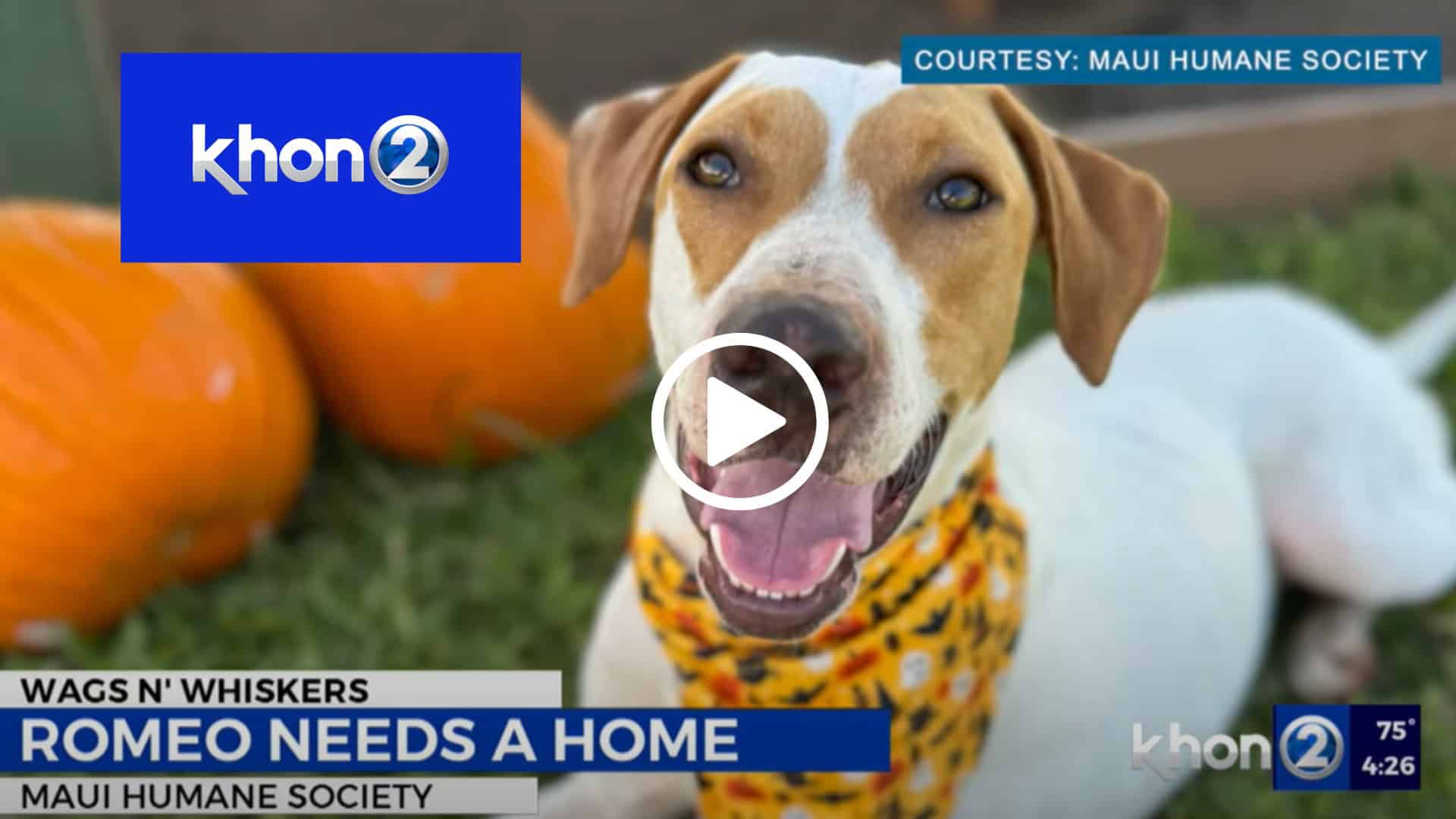 KHON2 Wags N Whiskers - Romeo