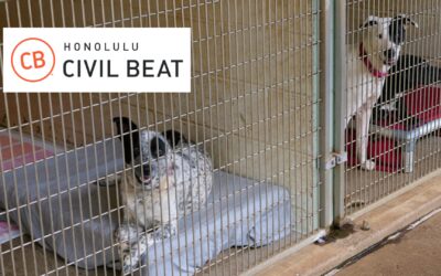 Maui Residents Can’t Find Housing. Neither Can Their Cats And Dogs