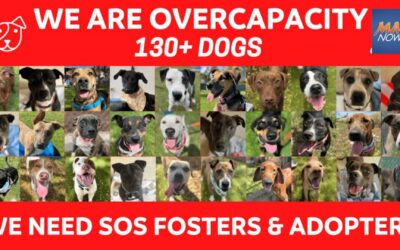 Bill advances to allow tenants with liability insurance to keep pets in rental units