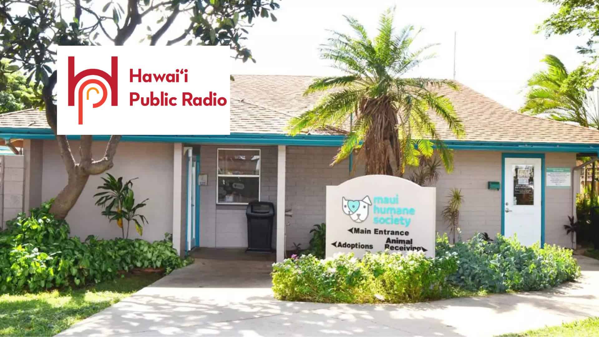 Hawaii Public Radio: Federal funding cuts affect Lahaina fire survivors working at the Maui Humane Society