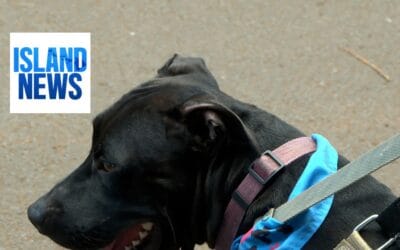 Maui Humane Society contending with federal cuts