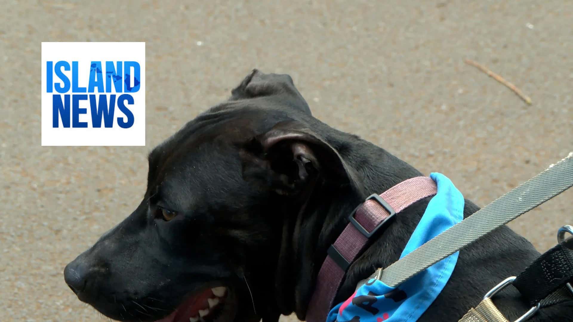 KITV Island News: Maui Humane Society contending with federal cuts