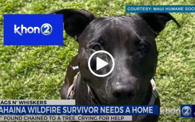 Resilient, loving pup looking for relaxing home