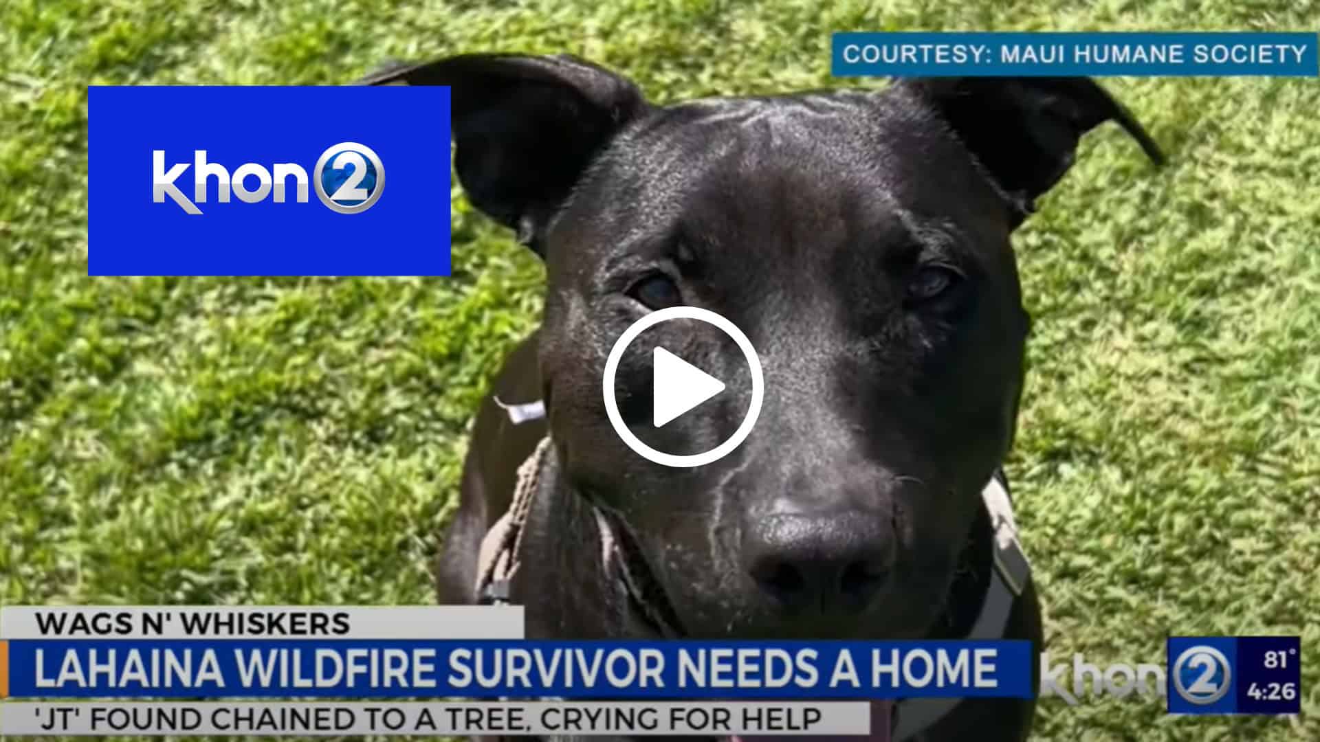 Wags N Whiskers: JT!