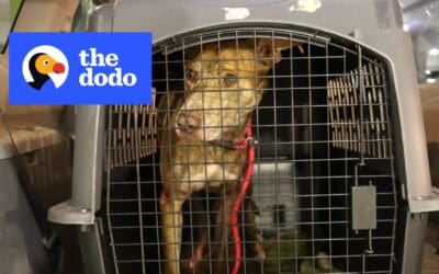 Stray Dog Is Found Looking Disoriented — And Rescuers Are Shocked To Learn Why