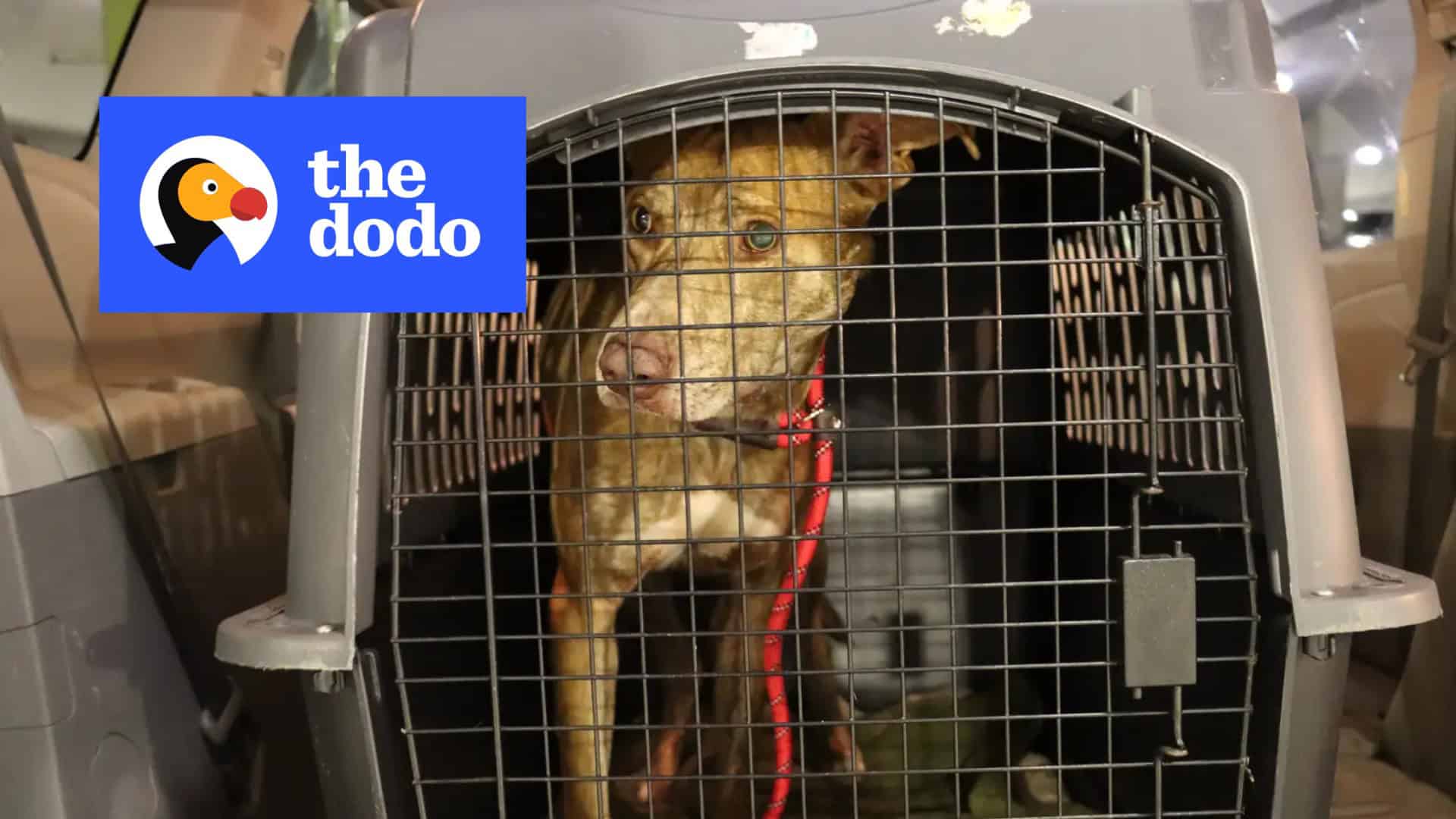 The Dodo: Hashbrown story