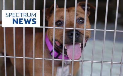 Maui Humane Society issues urgent call for fosters