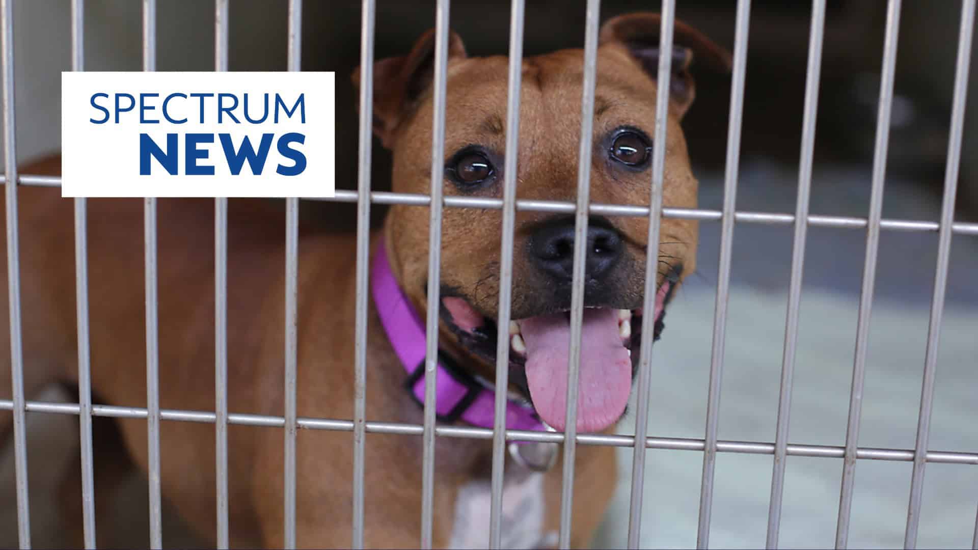 Spectrum news: fosters needed, large scale intake