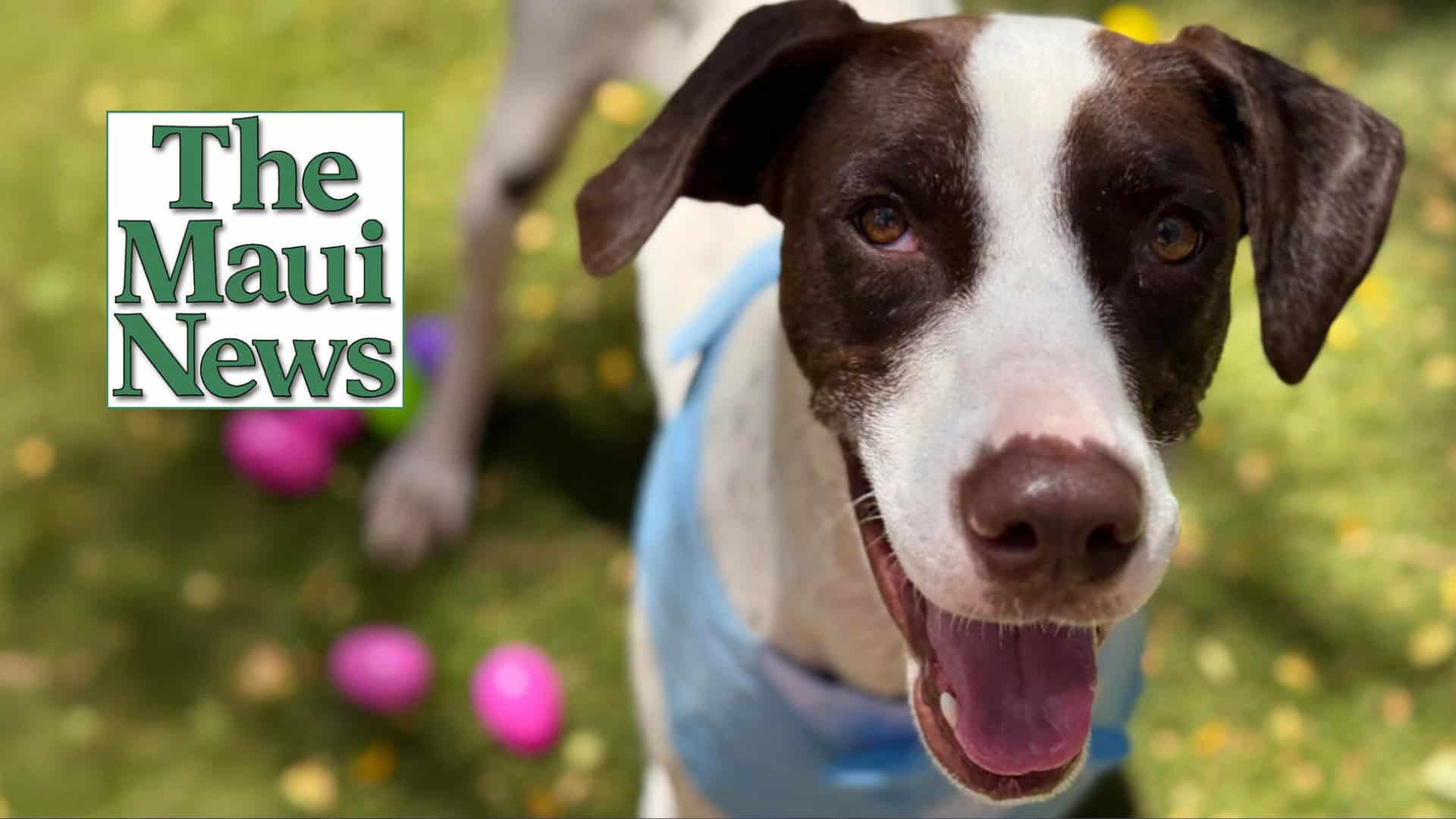 The Maui News POTW - Charlie