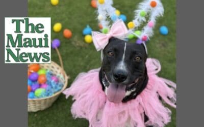 Maui Humane Society promotes adoptions, foster program after receiving 21 pups in one day