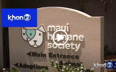 ‘We need you,’ Maui Humane Society pleads for foster support