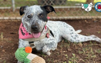 Maui Humane Society to Carry Forward Hawaii Animal Rescue Foundation’s Mission