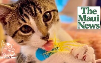 Cat Café Maui nominated for USA Today’s 10 Best
